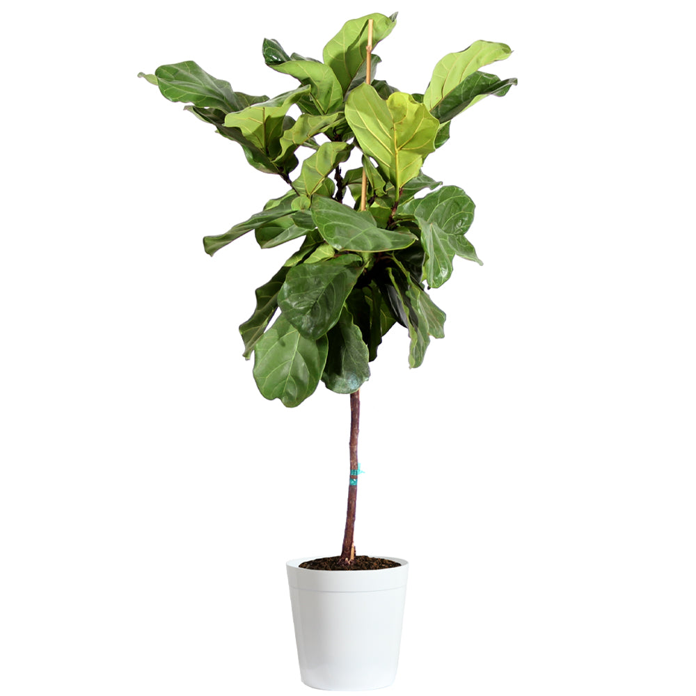 #7 - Fiddle-Leaf Fig Tree