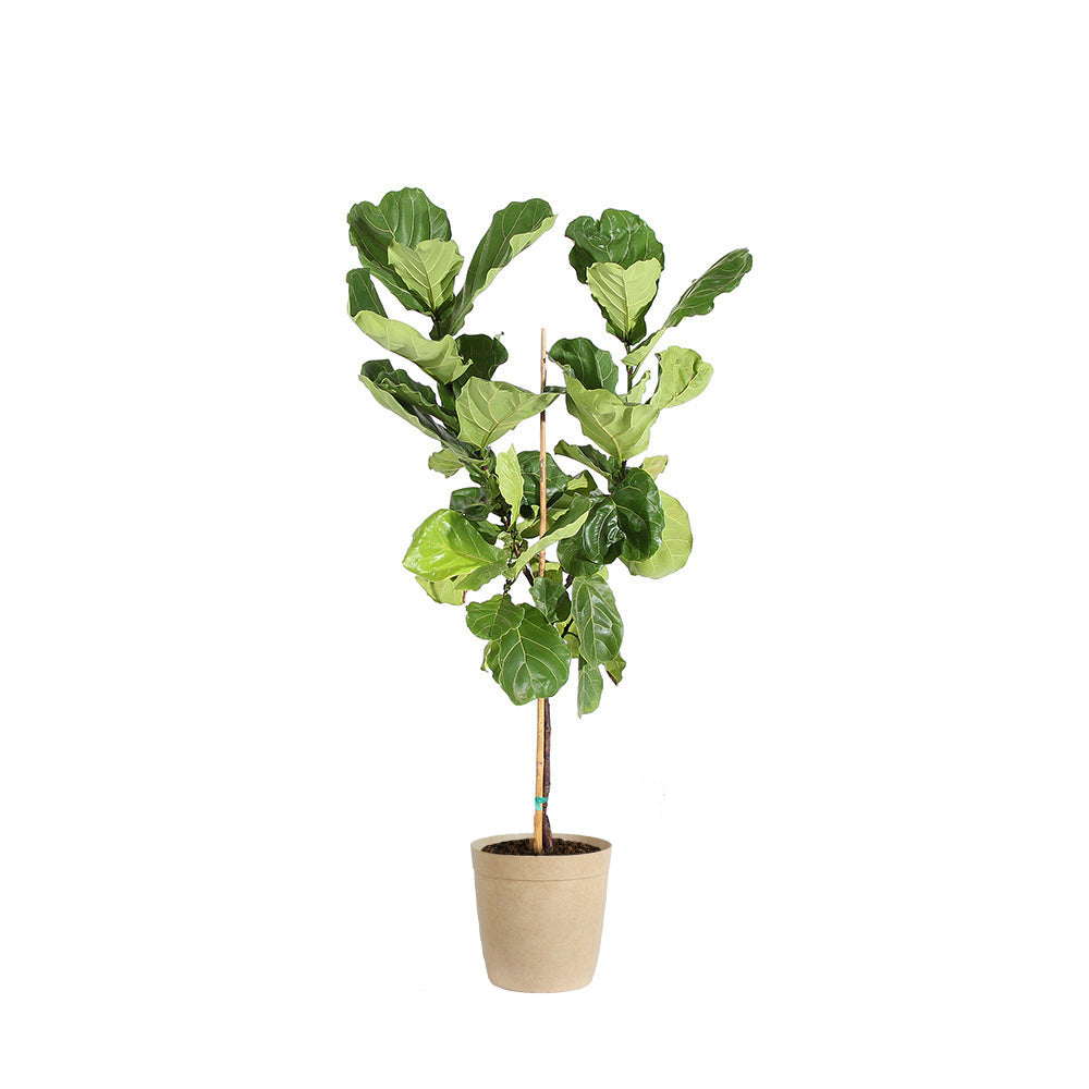 #9 - Fiddle-Leaf Fig Tree