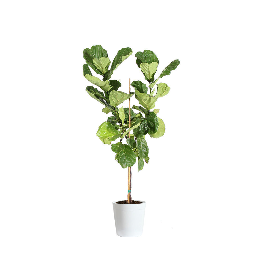 #11 - Fiddle-Leaf Fig Tree