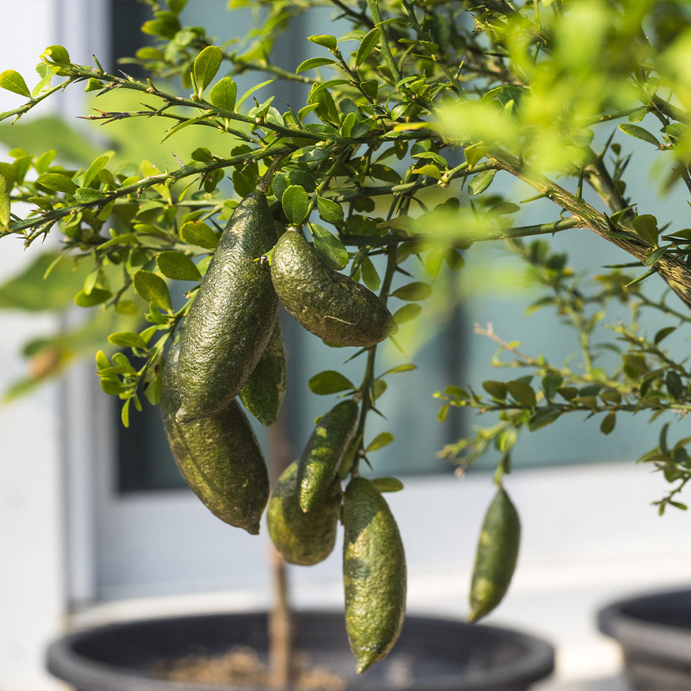 #2 - Australian Finger Lime Tree