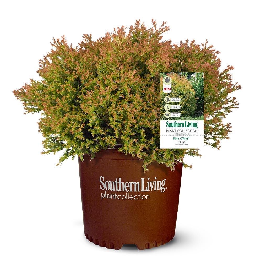 #3 - Fire Chief™ Thuja Shrub