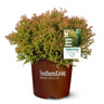 Fire Chief™ Thuja Shrub