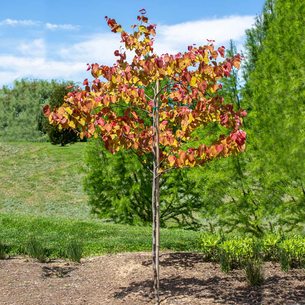 A photo of the Flame Thrower® Redbud Tree