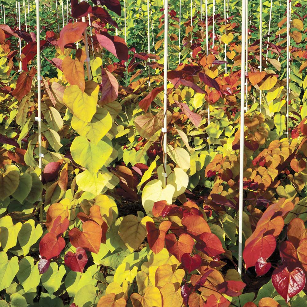 #6 - Flame Thrower® Redbud Tree