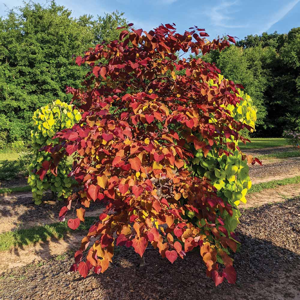 #2 - Flame Thrower® Redbud Tree