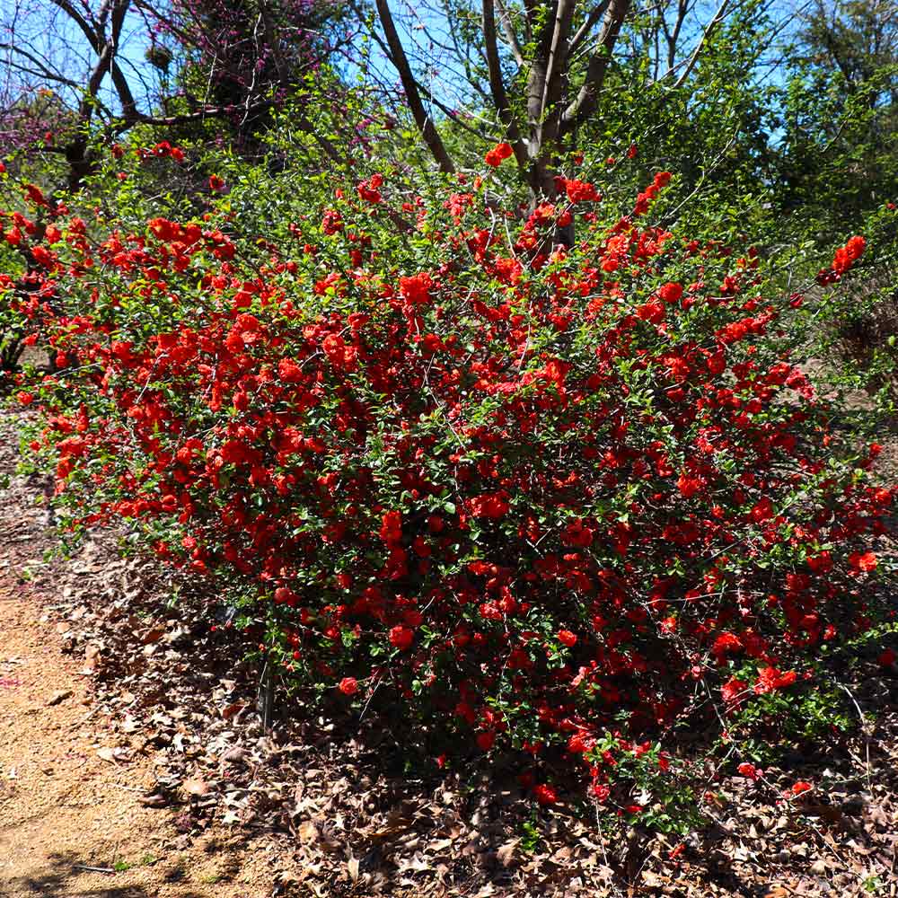 #3 - Red Flowering Quince Tree