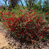 Red Flowering Quince Tree