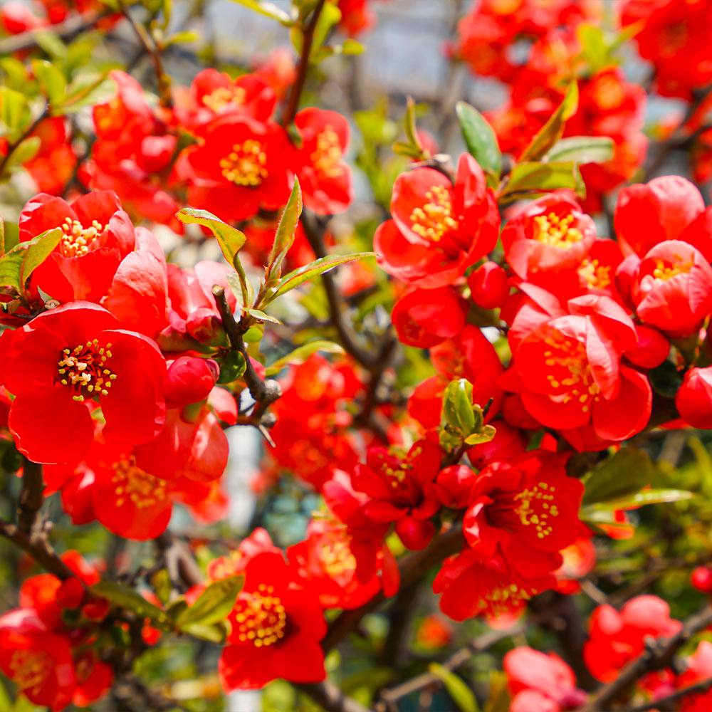 A photo of the Red Flowering Quince Tree