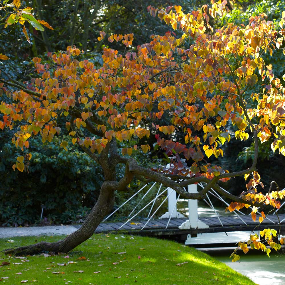 #5 - Forest Pansy Redbud Tree