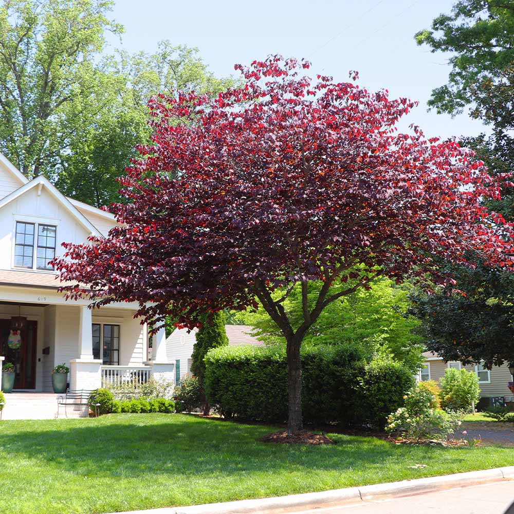 A photo of the Forest Pansy Redbud Tree