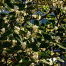 Fragrant Tea Olive Shrub