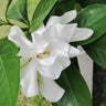 Frost Proof Gardenia Shrub