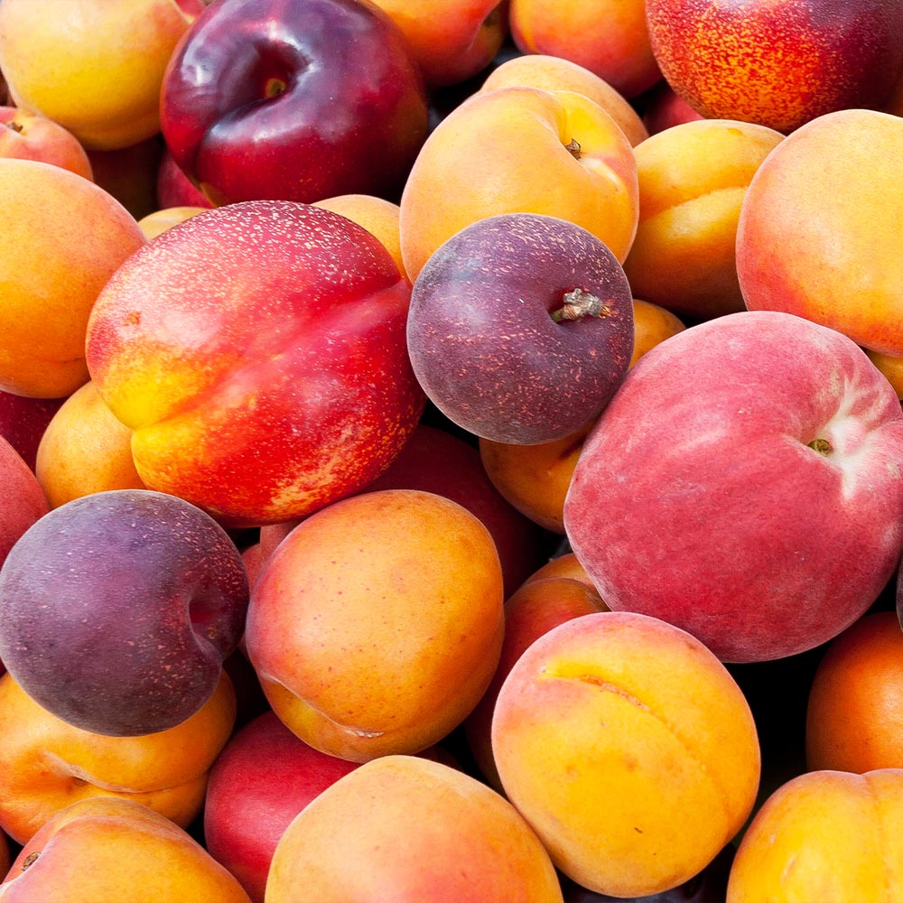 A photo of the Fruit Cocktail Tree