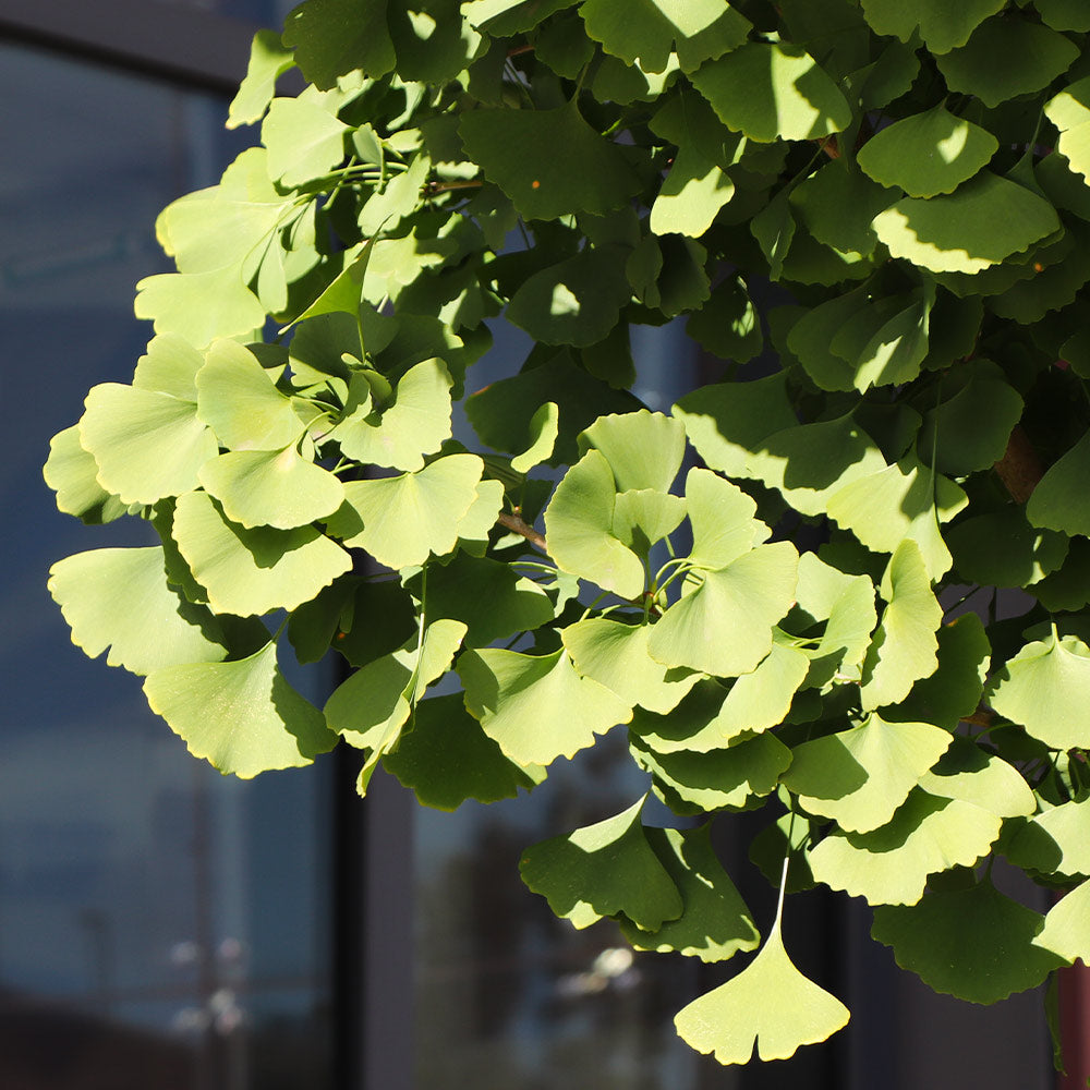 #5 - Ginkgo Tree