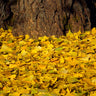 Ginkgo Tree
