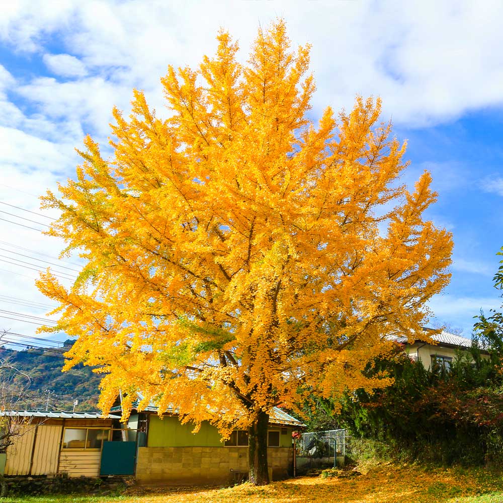 A photo of the Ginkgo Tree