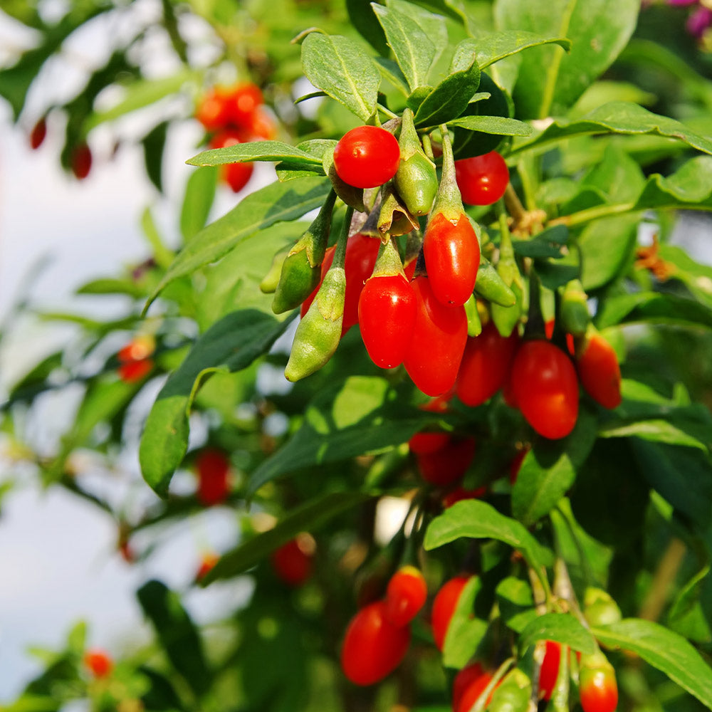 A photo of the Goji Berry Plant