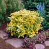 Golden Euonymus Shrub