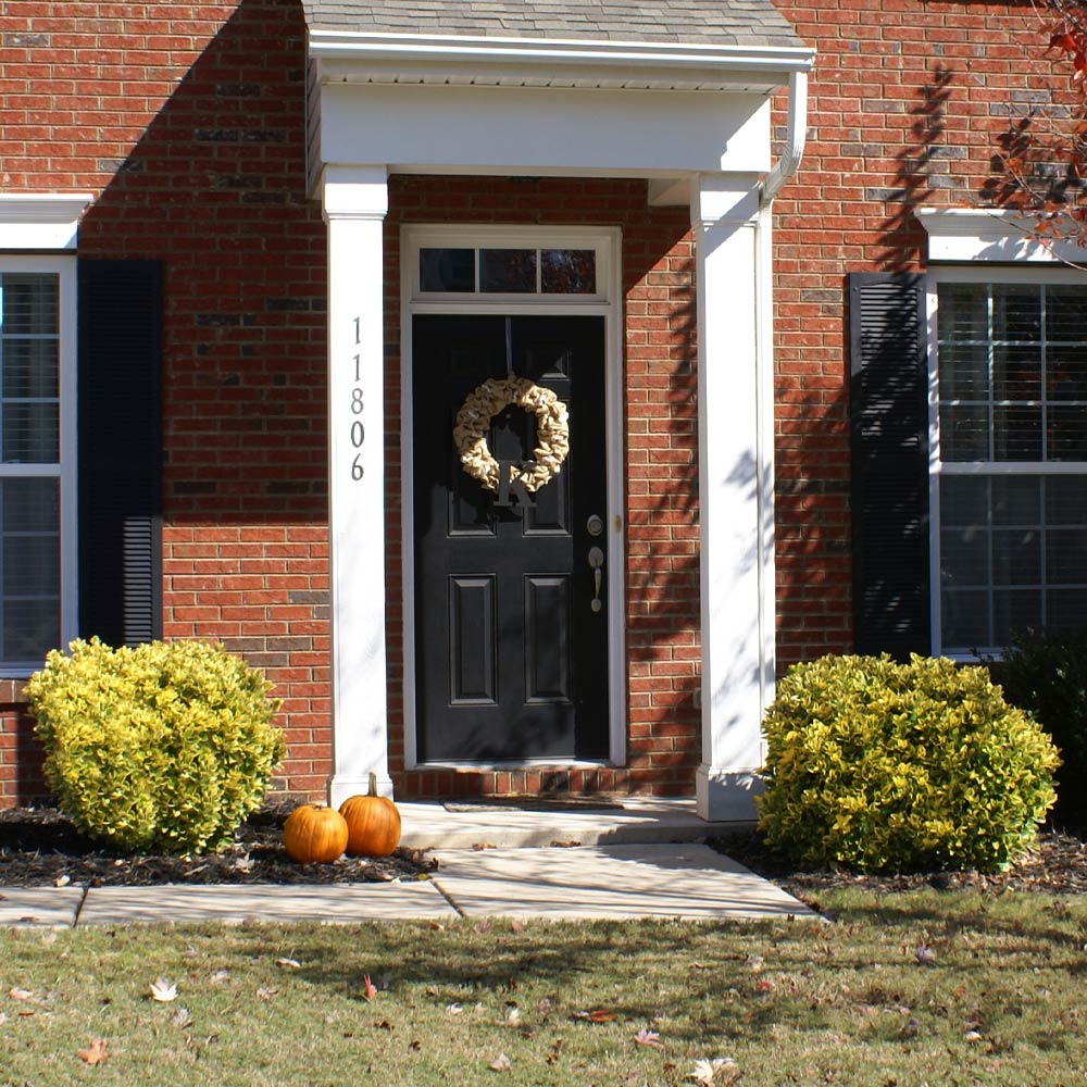 #3 - Golden Euonymus Shrub