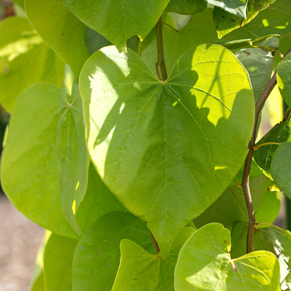 #3 - Golden Falls® Redbud Tree