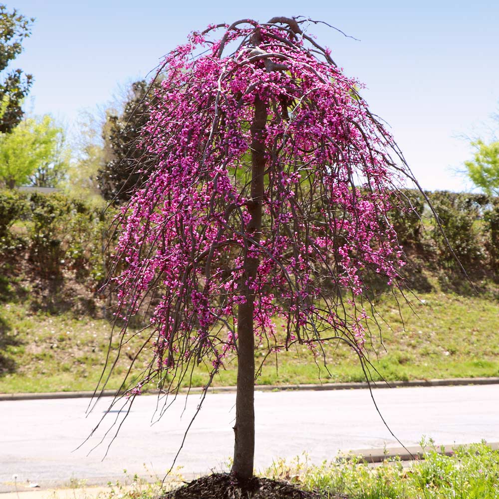 #2 - Golden Falls® Redbud Tree