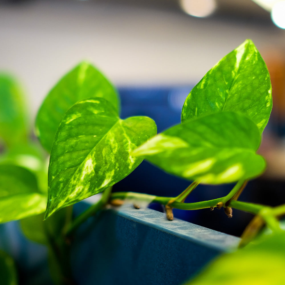 #4 - Golden Pothos Plant