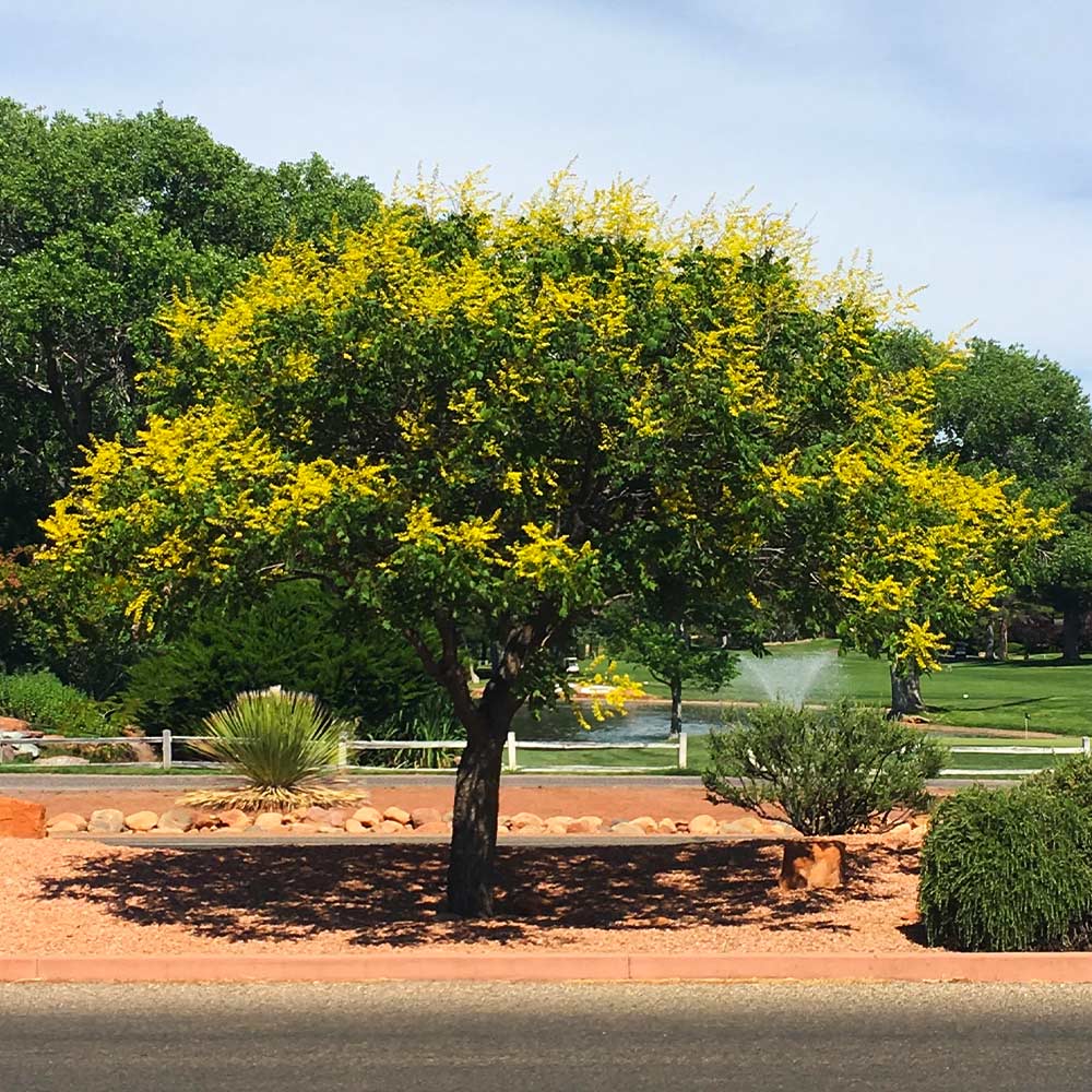 A photo of the Golden Raintree