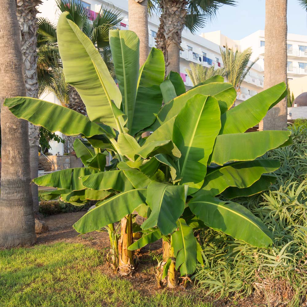 A photo of the Grand Naine Banana Tree