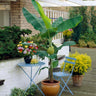 Grand Naine Banana Tree