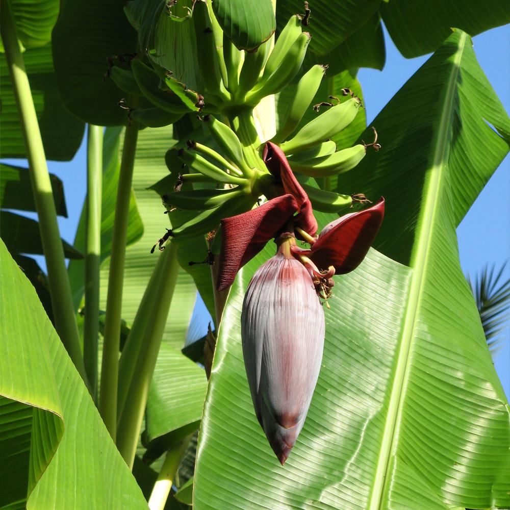 #5 - Grand Naine Banana Tree