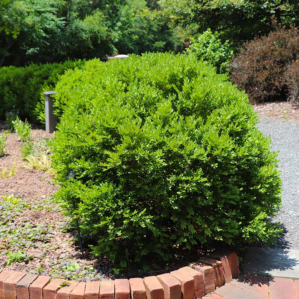 #4 - Green Velvet Boxwood Shrub