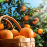 Hamlin Sweet Orange Tree