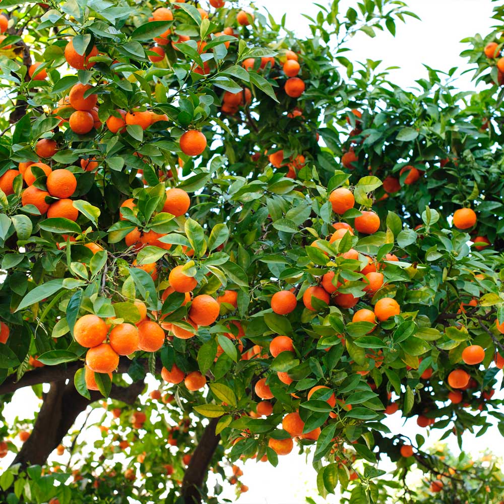 #2 - Hamlin Sweet Orange Tree