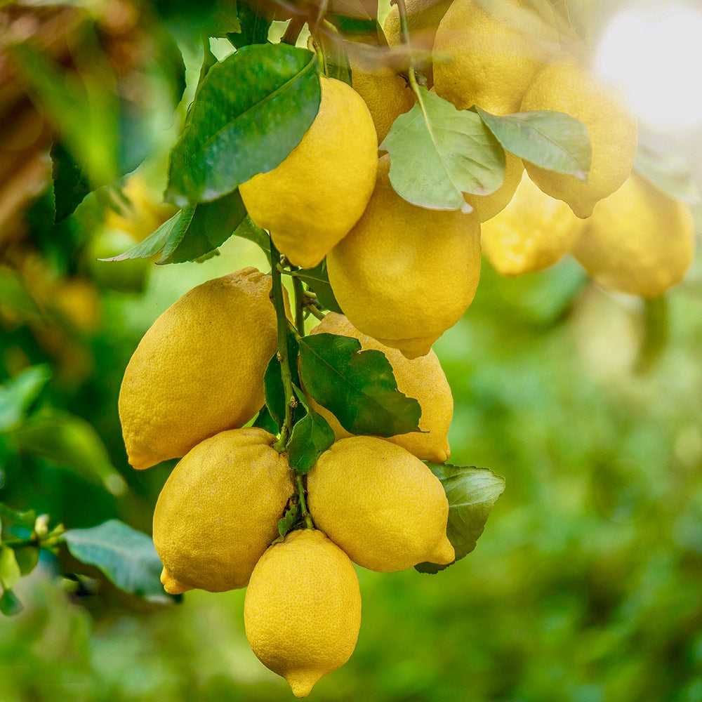 A photo of the Harvey Lemon Tree