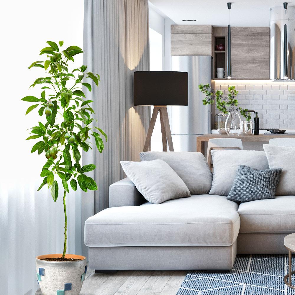 #2 - Hass Avocado Tree