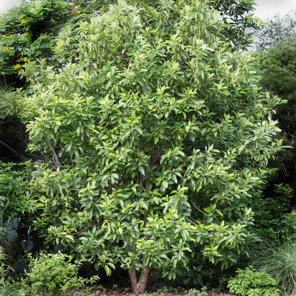 #5 - Hass Avocado Tree