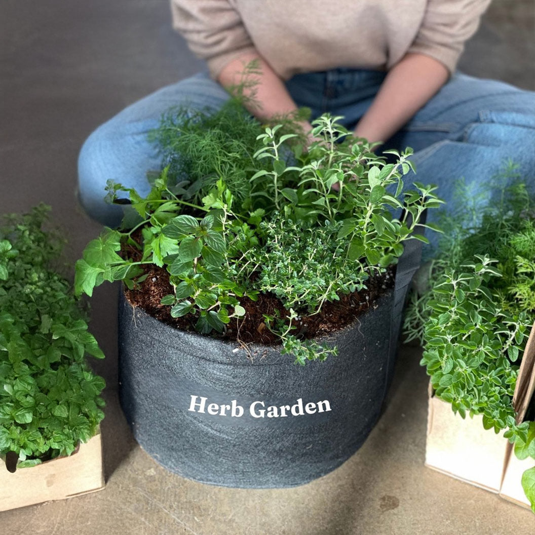 #5 - Patio Herb Garden