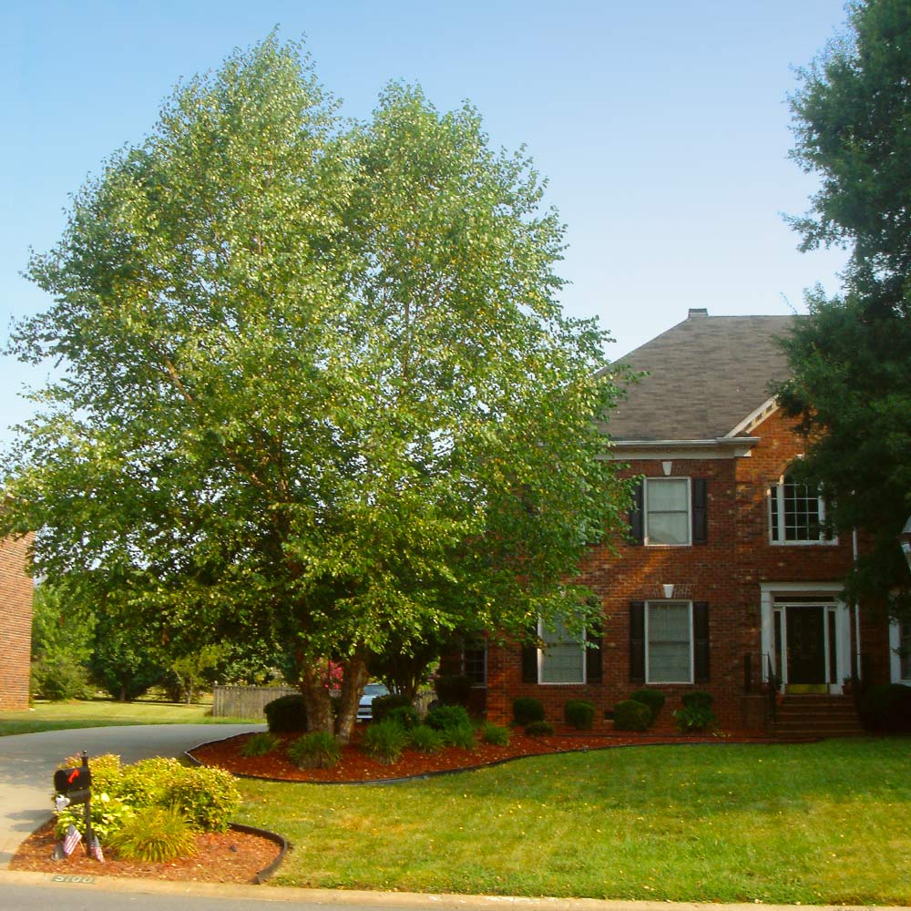 Heritage River Birch Tree