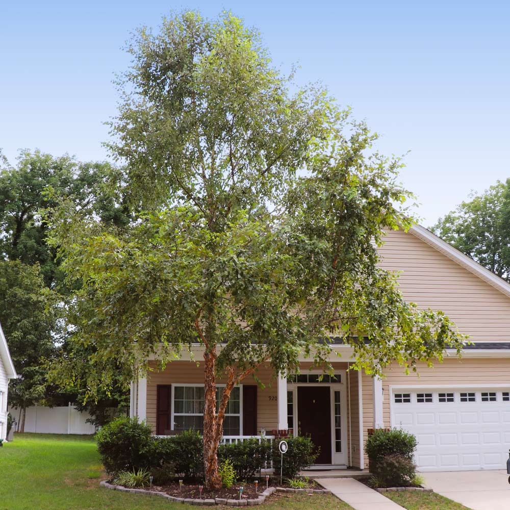 #4 - Heritage River Birch Tree