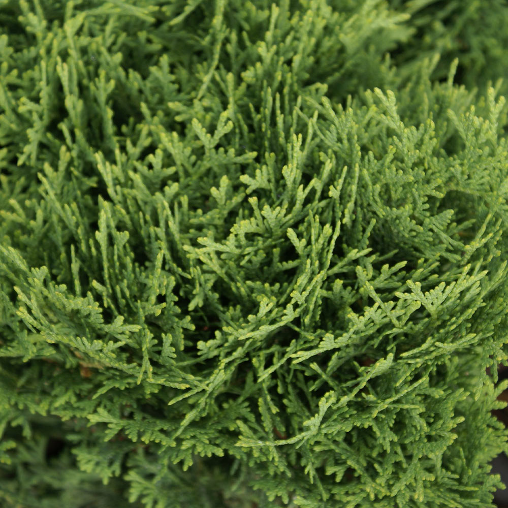 #3 - Hetz Midget Arborvitae Shrub