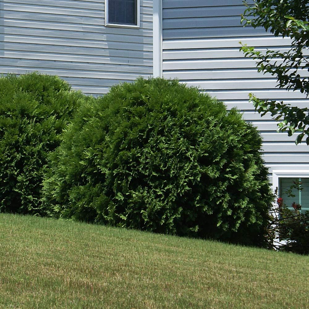 Hetz Midget Arborvitae Shrub