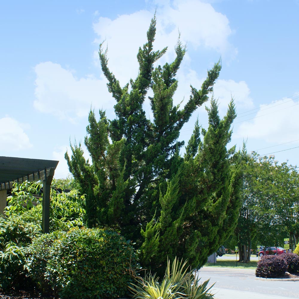 Hollywood Juniper Tree
