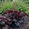 Palace Purple Heuchera