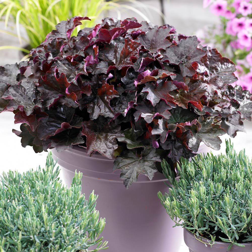 #2 - Palace Purple Heuchera