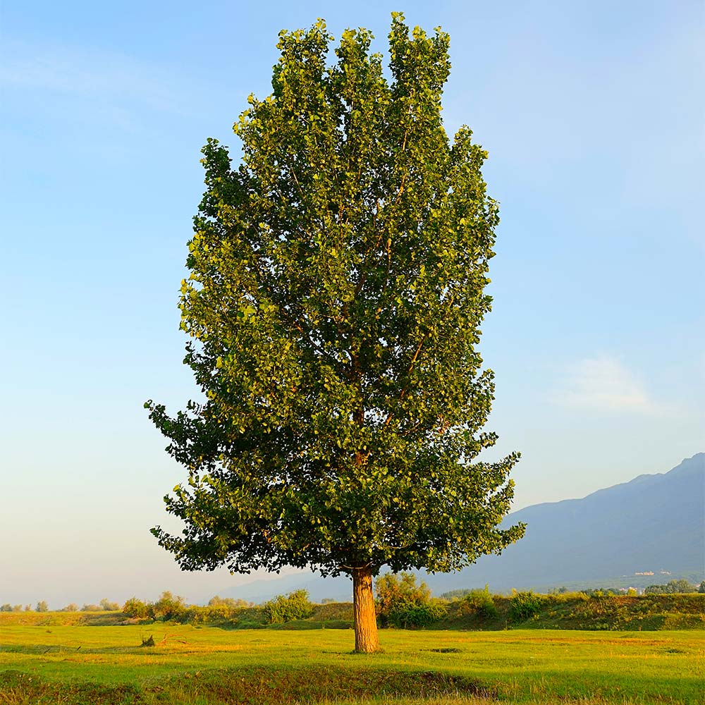 #2 - Hybrid Poplar Tree