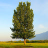 Hybrid Poplar Tree