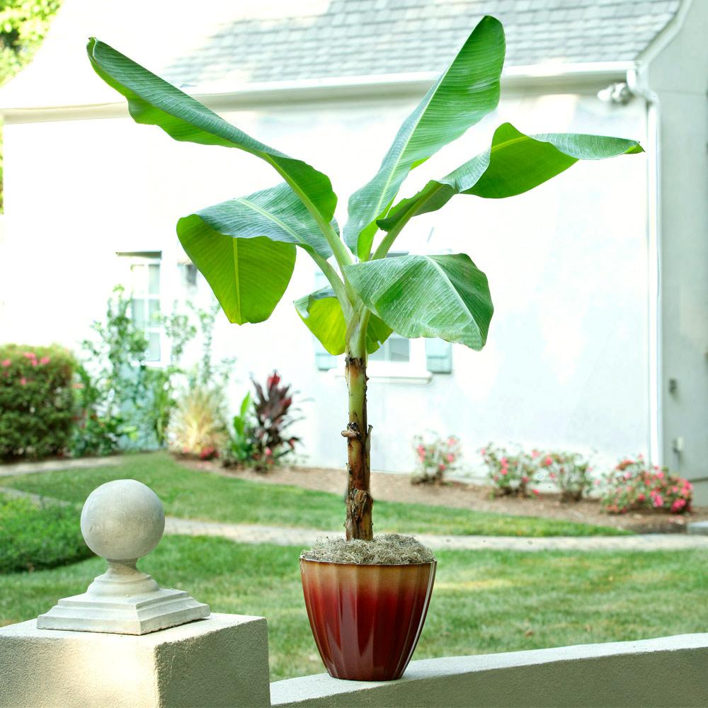 #2 - Ice Cream Banana Tree