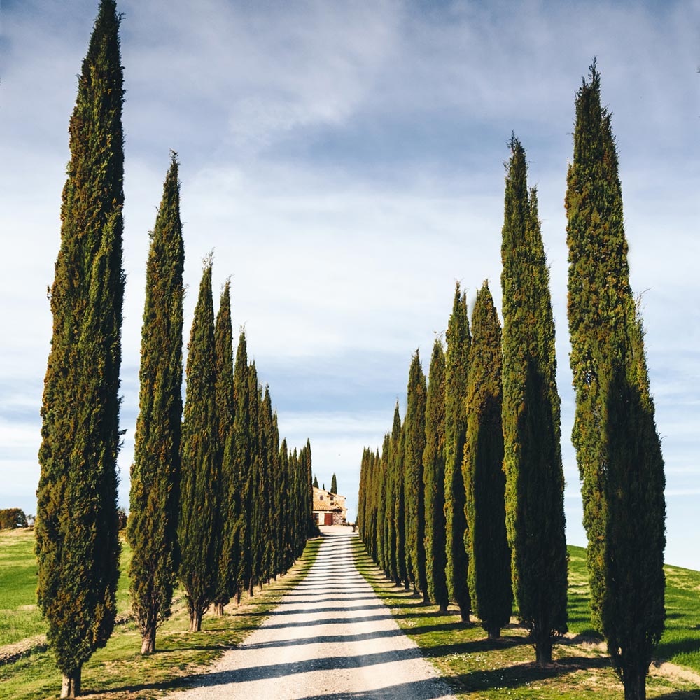 #5 - Italian Cypress Tree