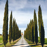 Italian Cypress Tree