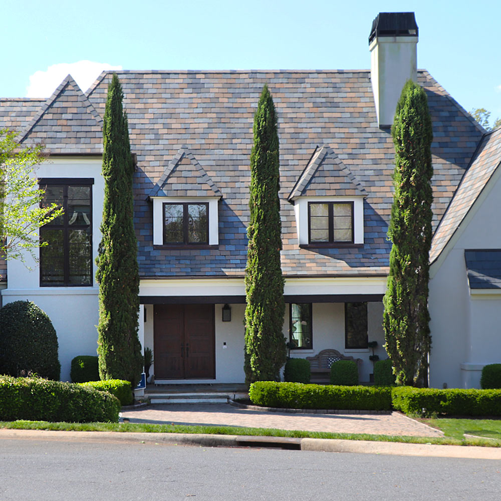 A photo of the Italian Cypress Tree